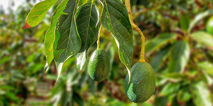 Folha de Abacate beneficios